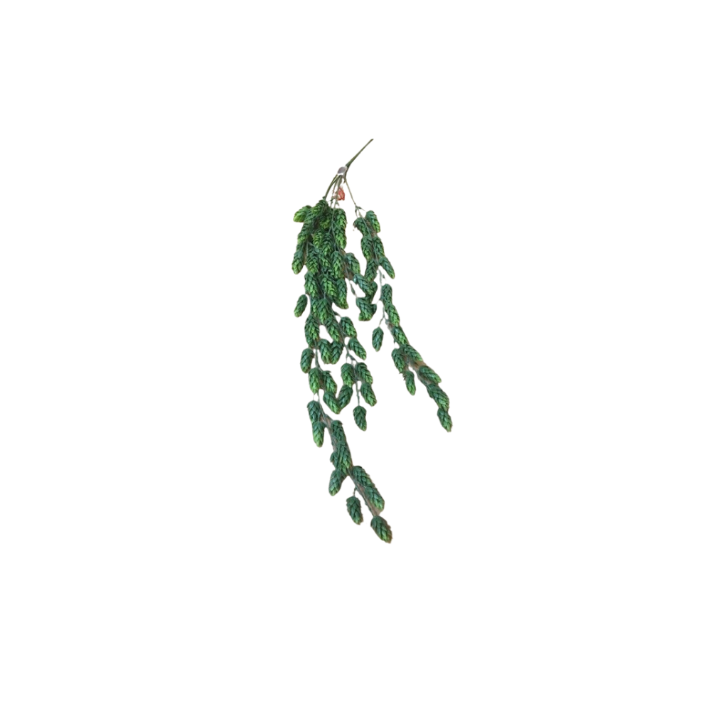 Hops Garlands