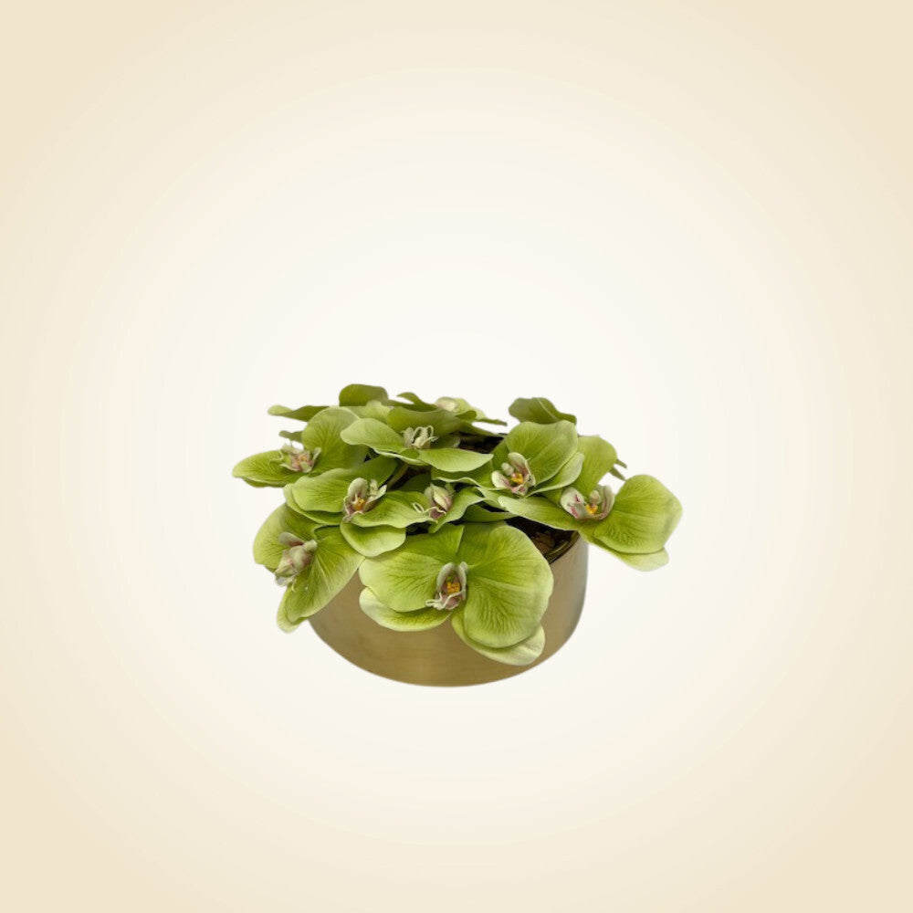Green Orchid Arrangement in Gold SM Round Vase